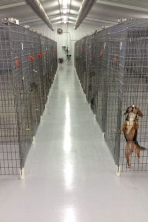 companion-animal-04